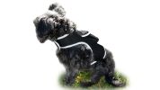 Universal Pet Tracking Collars Realtime GPS Tracker Waterproof Locator Size:XS