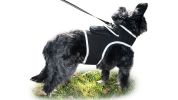 Universal Pet Tracking Collars Realtime GPS Tracker Waterproof Locator Size:XS